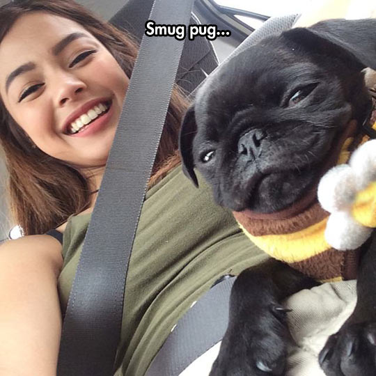 funny-pug-smile-girl-beauty