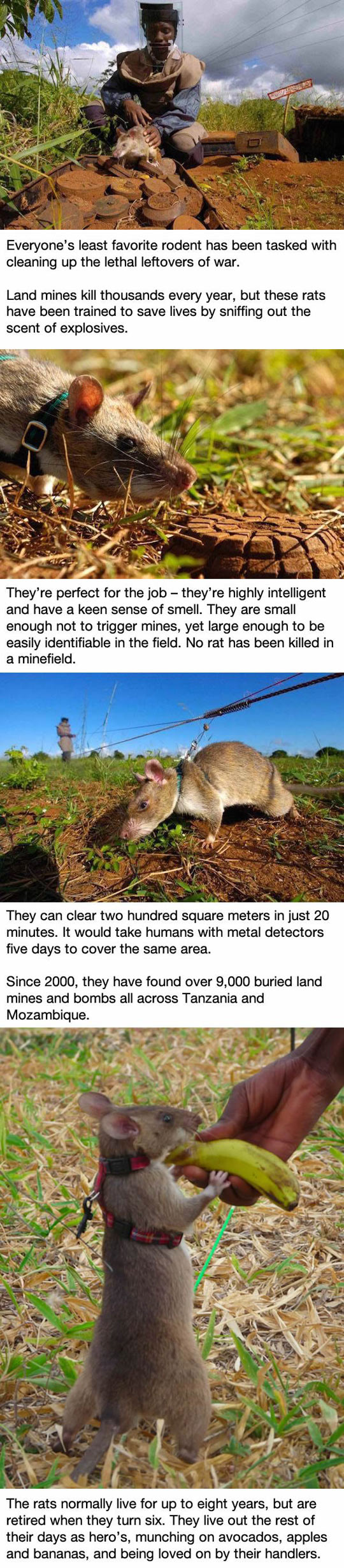 These Rats In Africa Are Saving Tons Of Lives