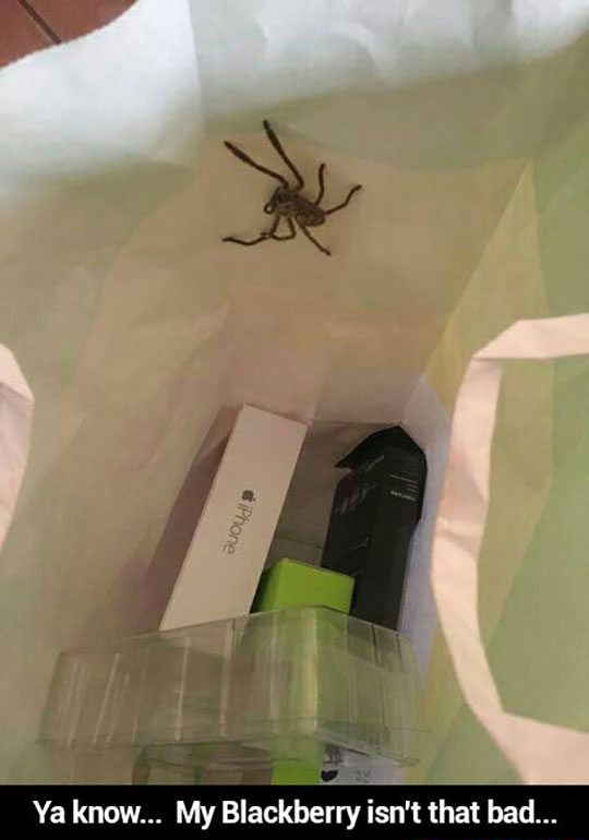 funny-spider-inside-bag-iPhone