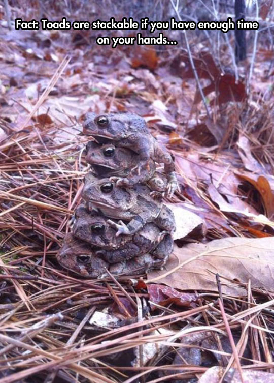 funny-toad-pile-stackable-autumn