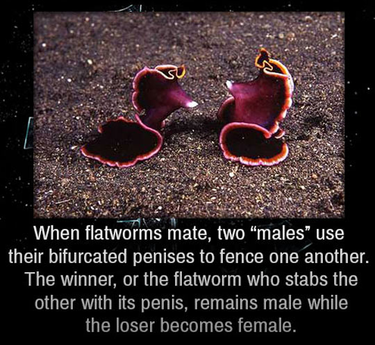 Flatworms Are Merciless