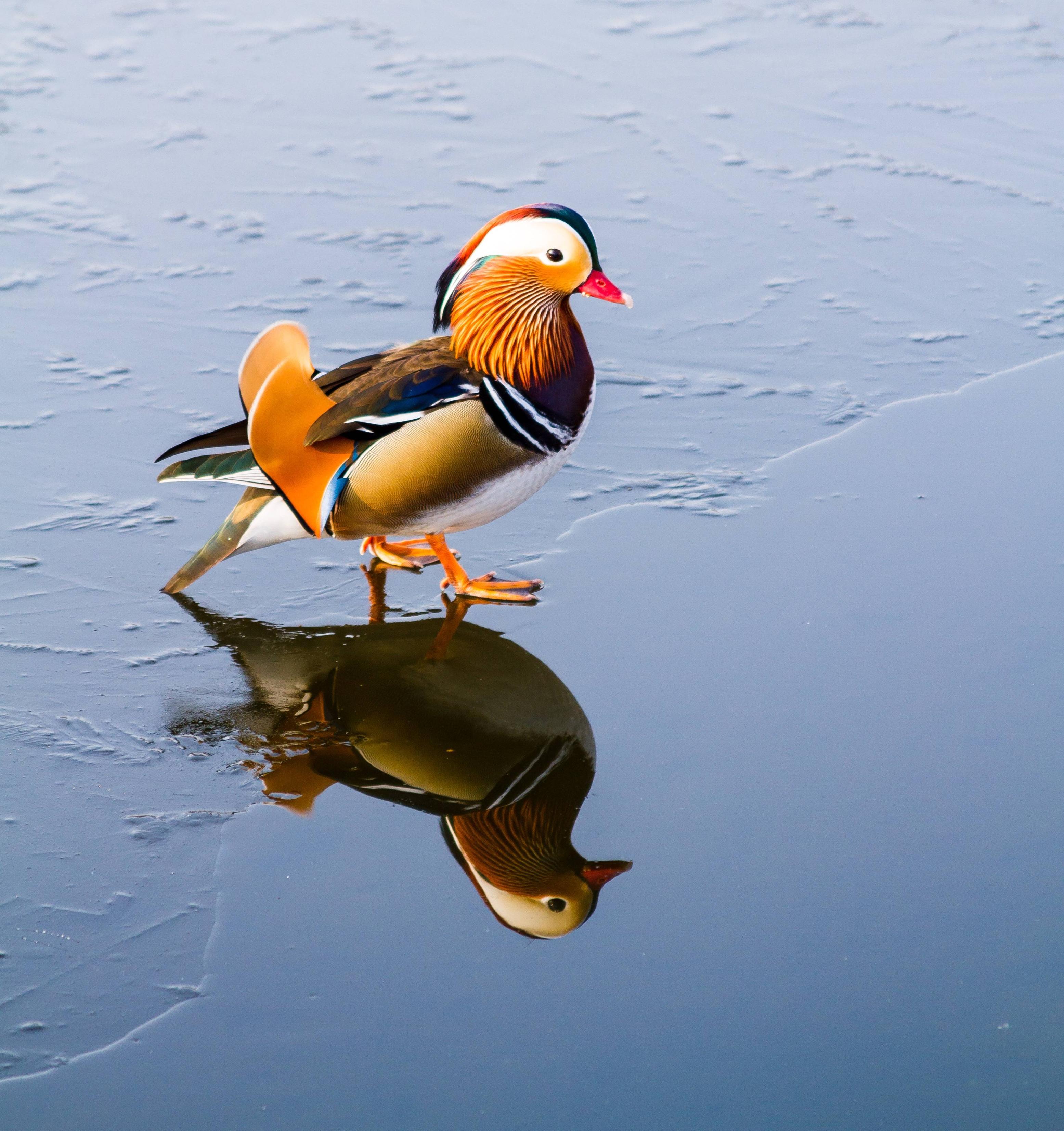 Heard Mandarin ducks are a thing