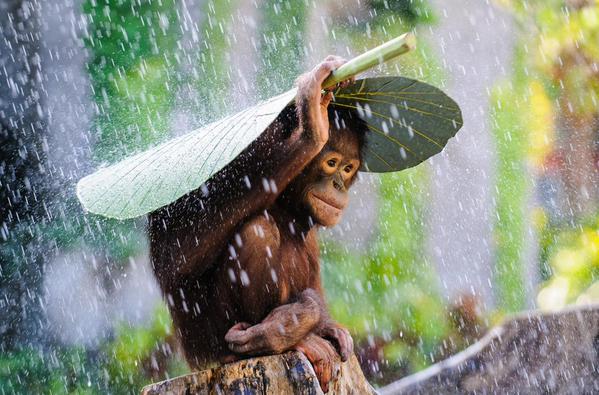 Orangutan covering itself from the rain