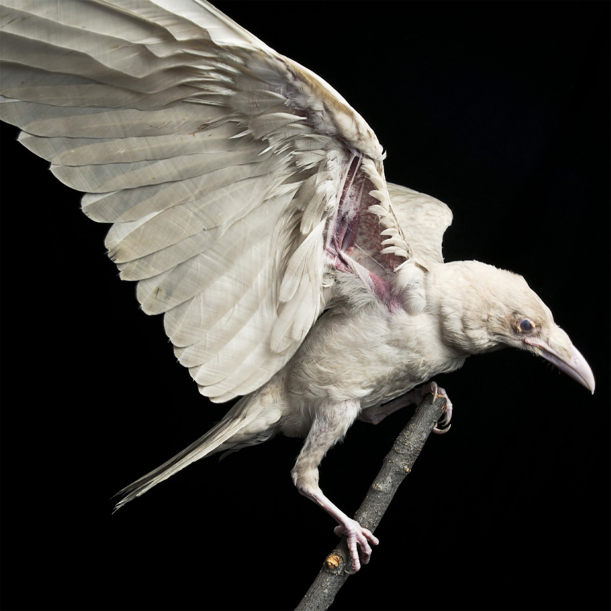 Pearl, a rare albino raven.