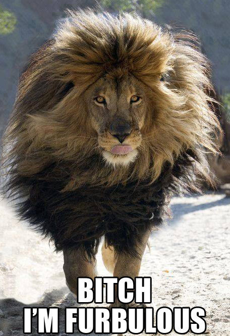 When lions use shampoo…
