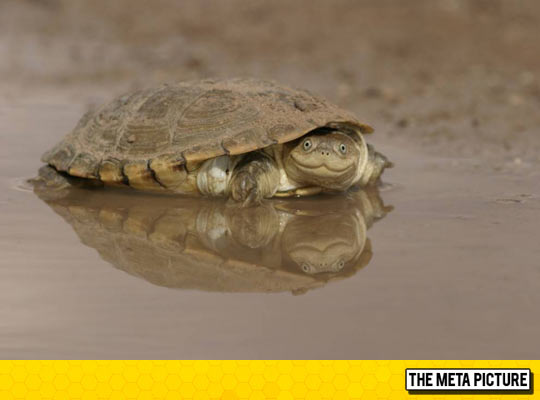 cool-African-Helmeted-turtle-happy-face