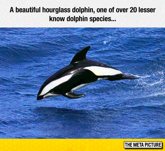 cool-hourglass-dolphin-jumping-water