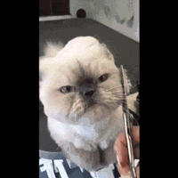 cute-gif-cat-cutting-fur-round
