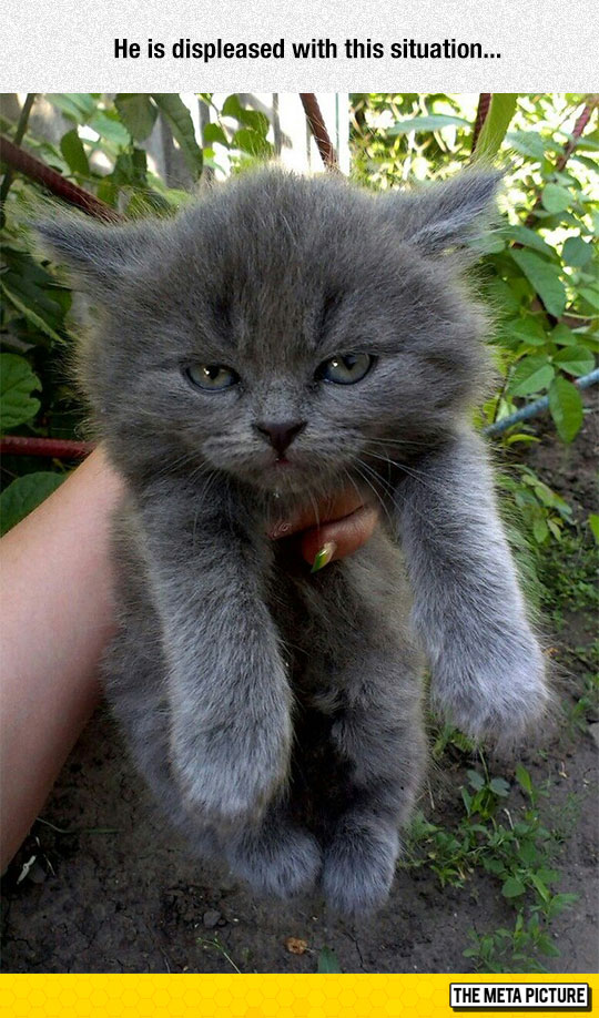 cute-holding-angry-kitty-face