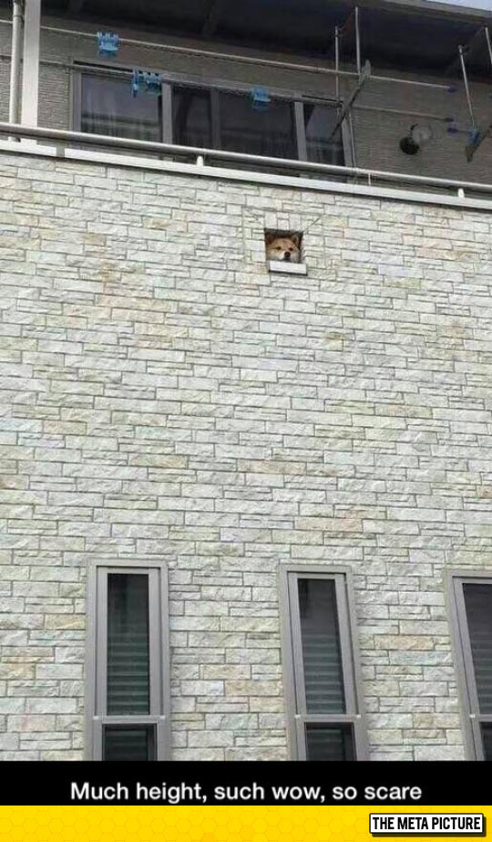 funny-Doge-wall-hole-face-height