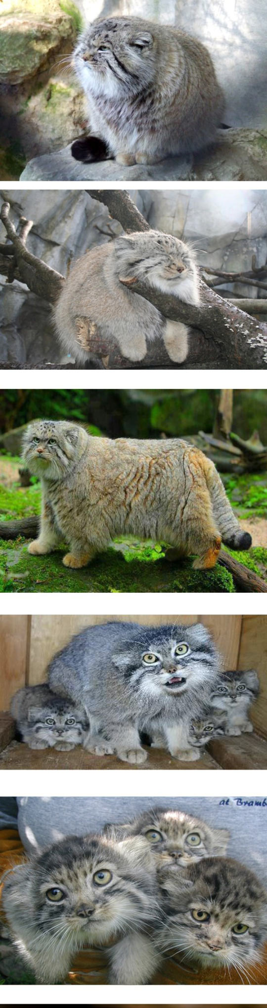 Meet The Pallas Cat