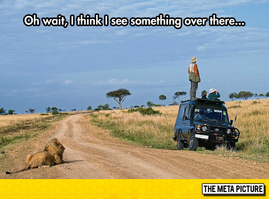 funny-Safari-lion-tourist-Jeep