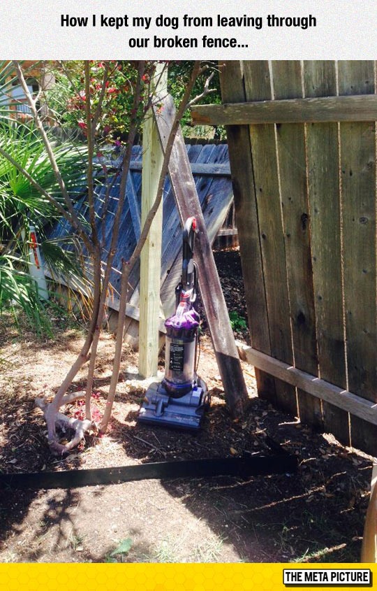 funny-broken-fence-vacuum-dog