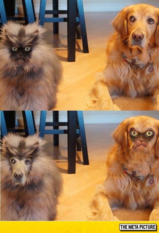 funny-cat-Meow-dog-faceswap
