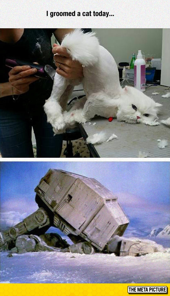 funny-cat-Walker-hair-posing