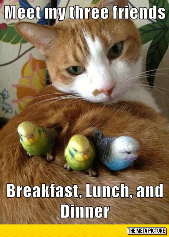 funny-cat-birds-friends-food
