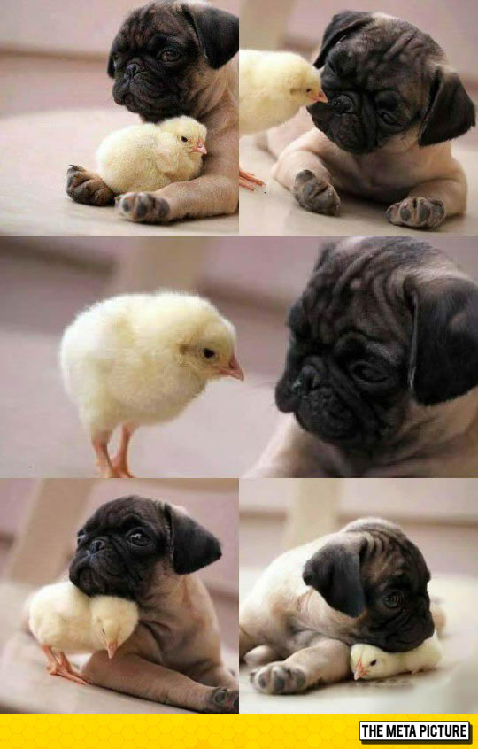 Pug And Chicken