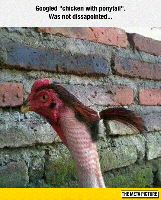 Chicken With Ponytail
