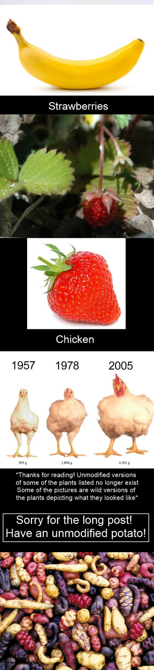 funny-corn-carrot-potato-strawberry-banana