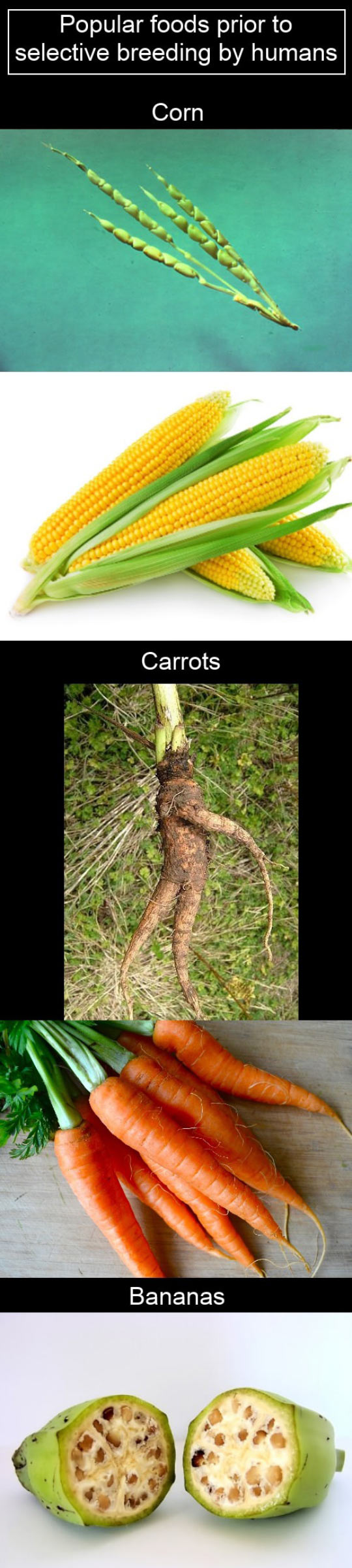 funny-corn-carrot-potato-strawberry