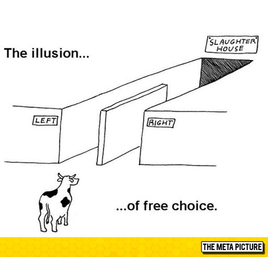 funny-cow-cartoon-illusion-choice