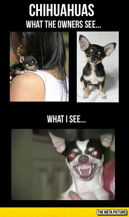 funny angry chihuahua