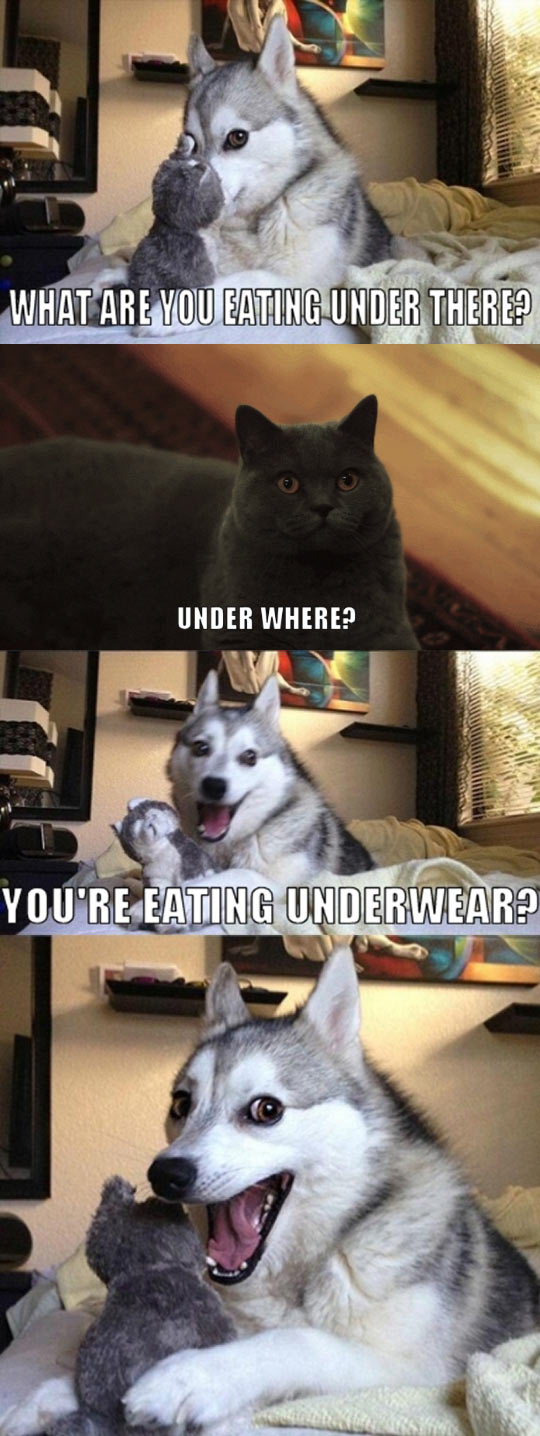 funny-dog-pun-cat-eating-underwear