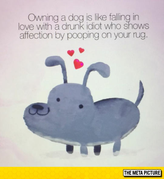 funny-dog-rug-show-affection