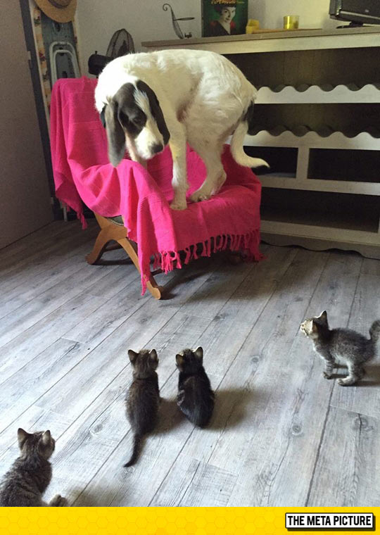 Little Kittens Can Be Very Scary