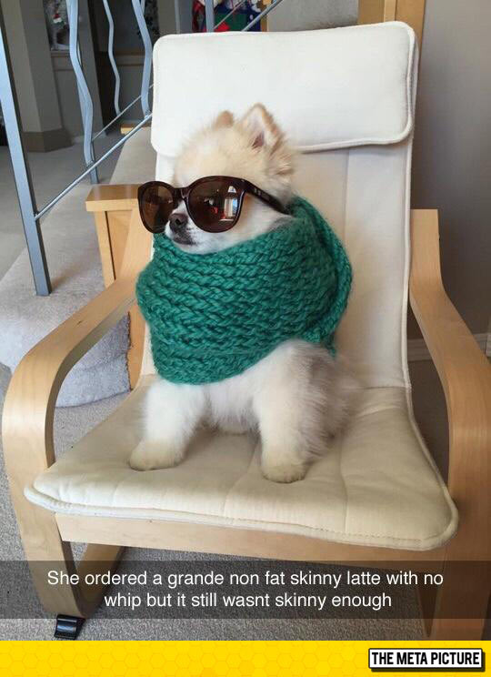 funny-dog-scarf-glasses-sofa