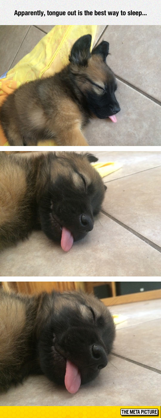 funny-dog-sleeping-tongue-out