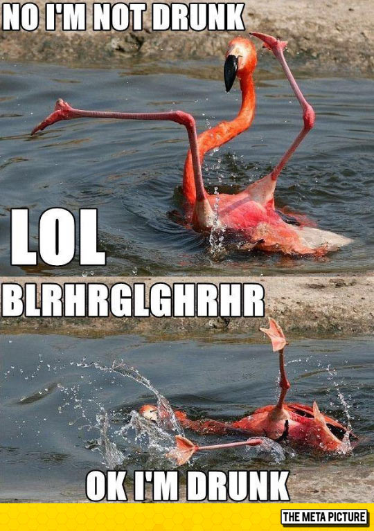 Go Home, Flamingo