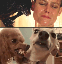 funny-gif-Alien-Ripley-angry-dog