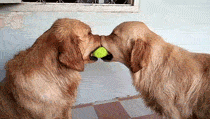 funny-gif-ball-dogs-fighting