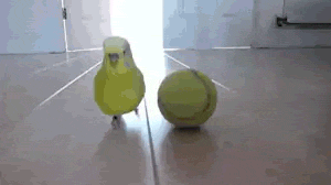 Bird Vs. Tennis Ball