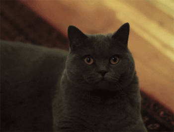 funny-gif-cat-eyes-mad-plotting