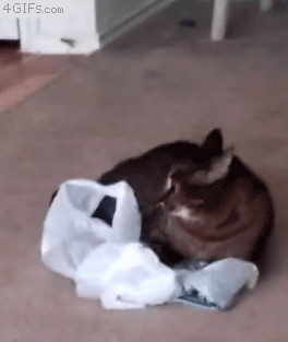funny-gif-crazy-cat-open-eyes