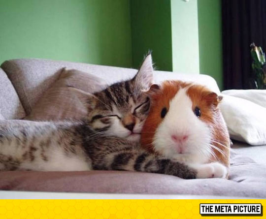 funny-kitty-guinea-pig-hug