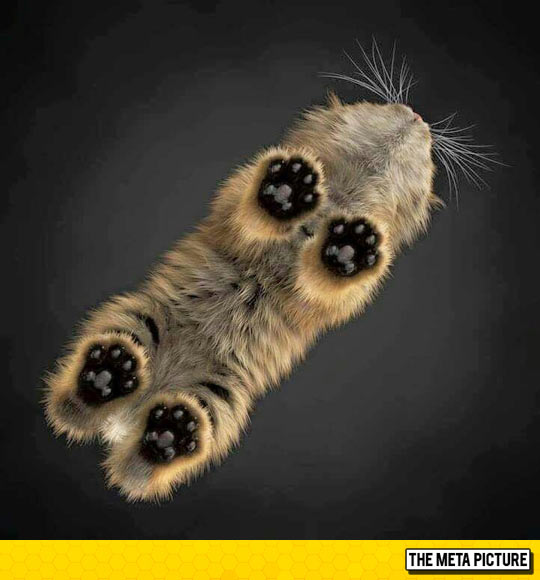 funny-little-cat-toes-paw