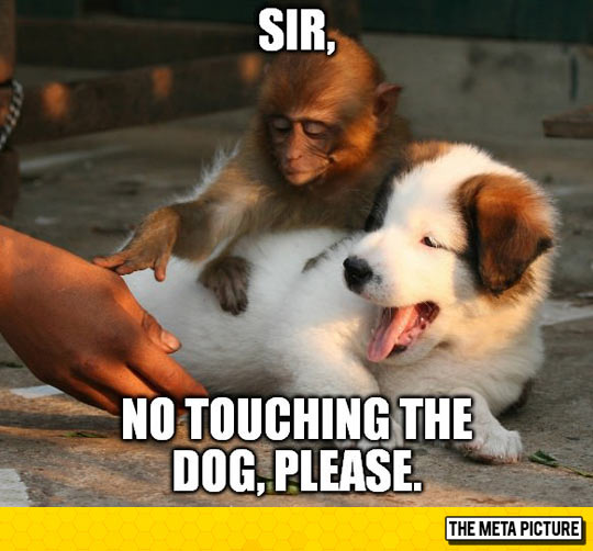 funny-monkey-puppy-dog-hand