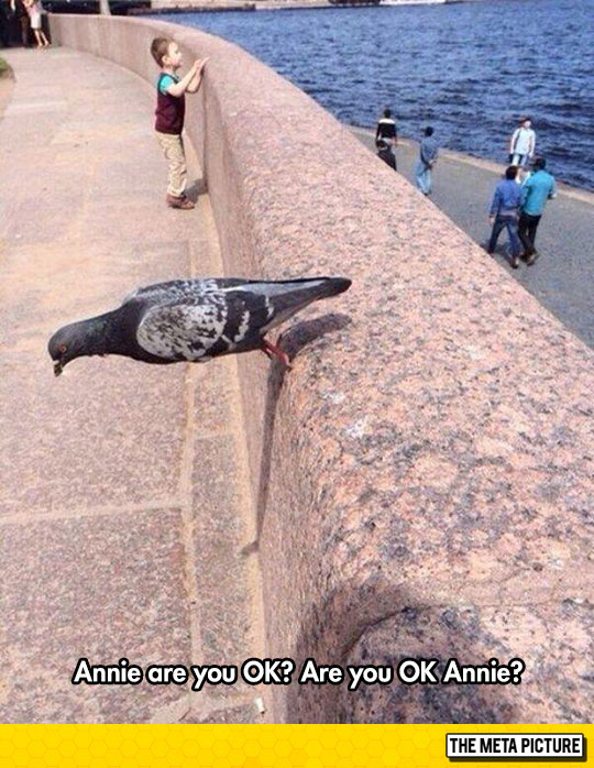 funny-pigeon-standing-defying-gravity