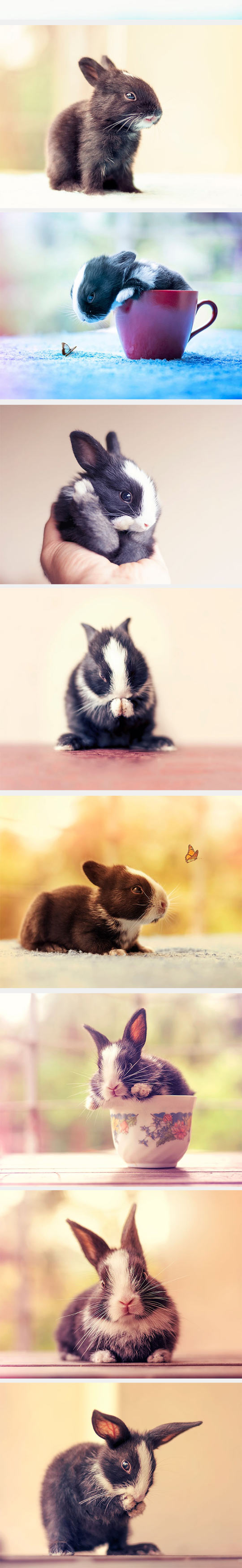 An Entire Month Of Cuteness