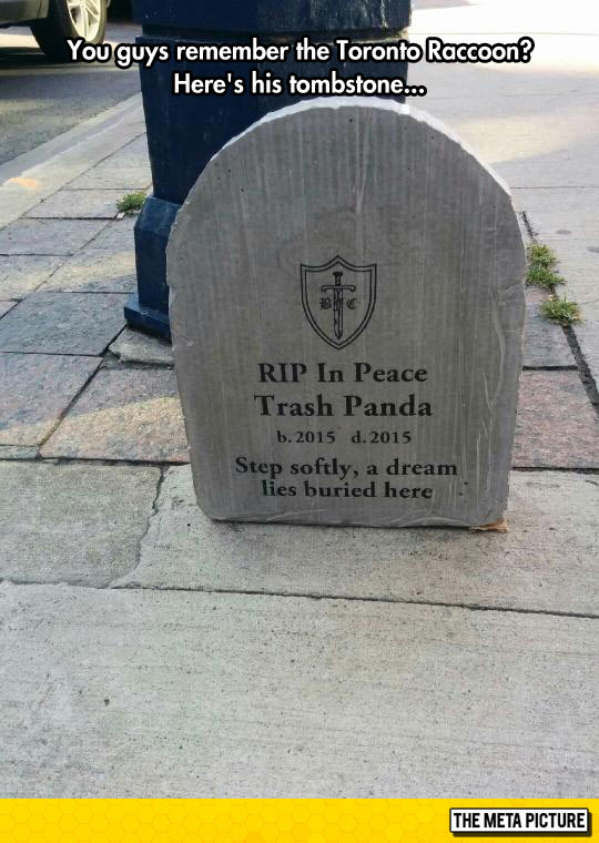 funny-tombstone-raccoon-Toronto-RIP