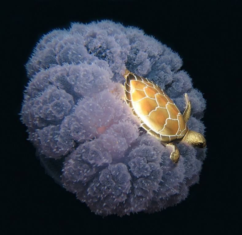 A deep sea photographer caught a sea turtle