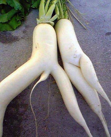 And that, son, is how vegetables are made