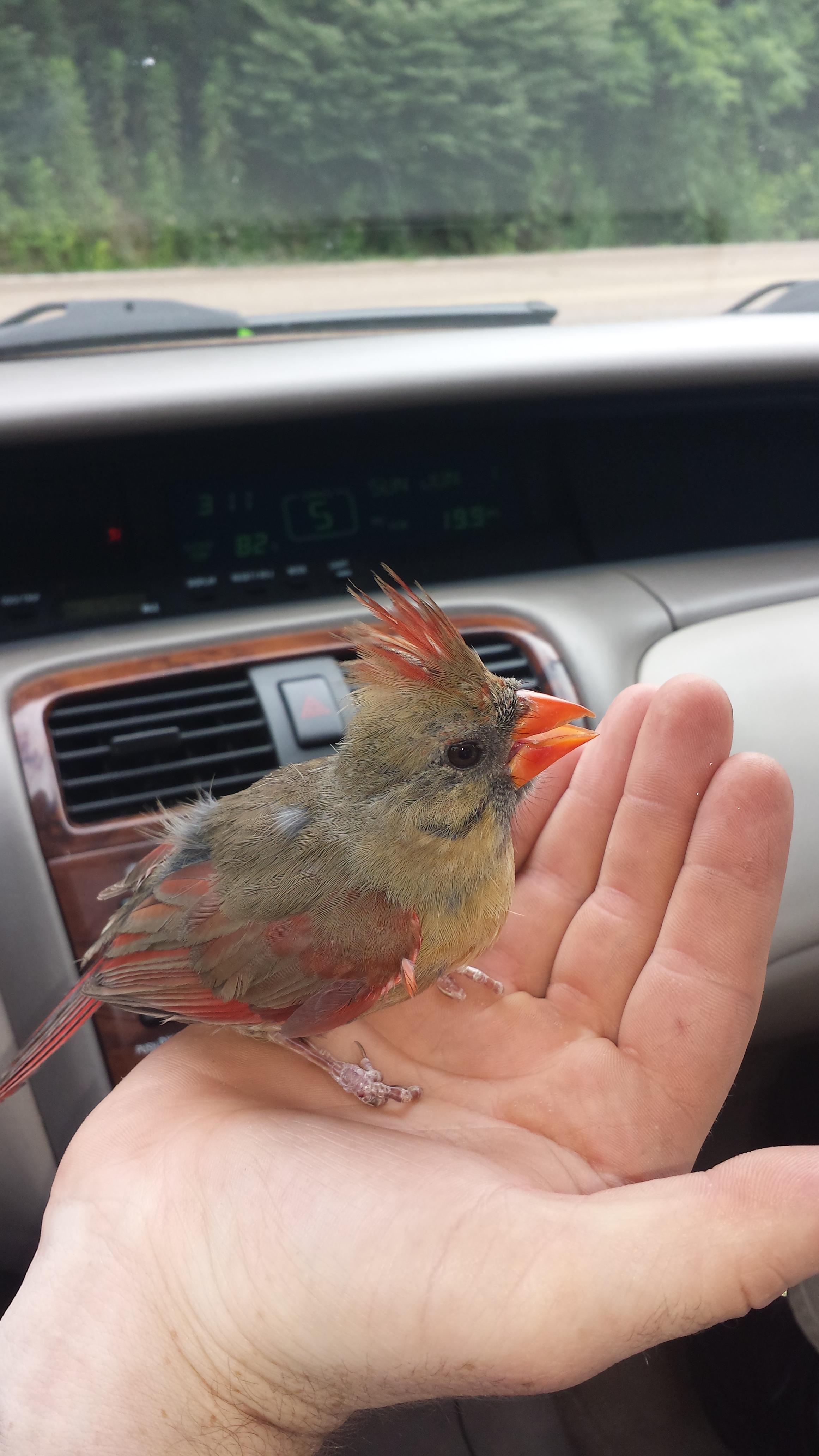 Baby Cardinal