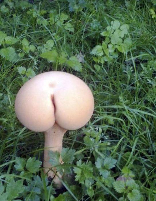 Here's a wild mushroom you definitely don't want to eat.