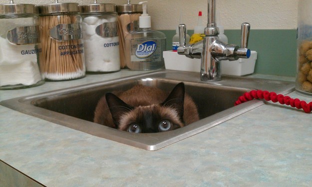 cats_hiding_from_vet_4