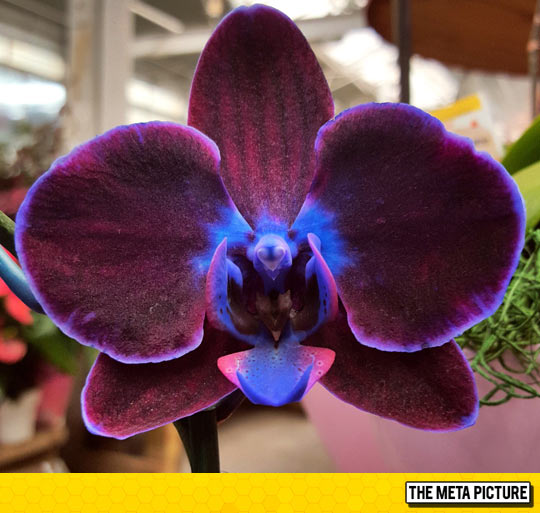 Majestic Orchid