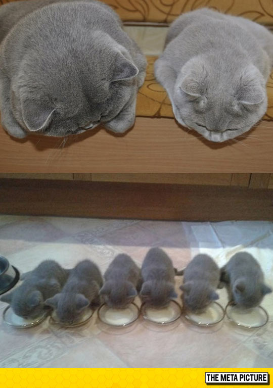 cool-cats-dad-mom-kids